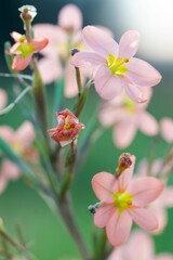 a close up view of small flowers in the daytime with a blurred background