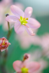 pink flowers blooming with green background and blurry effect