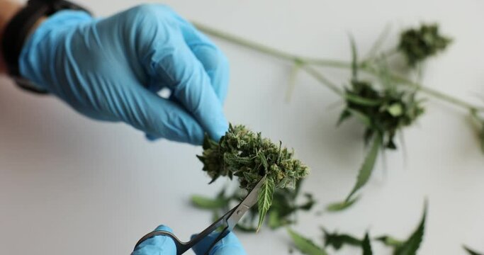 Person cut marijuana leaves with scissors. Medical cannabis processing
