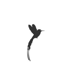 Flying hummingbird icon flat sign vector. Colibri icon