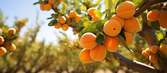 Summer orchard gummosis in apricot cultivar Prunus armeniaca L With copyspace for text