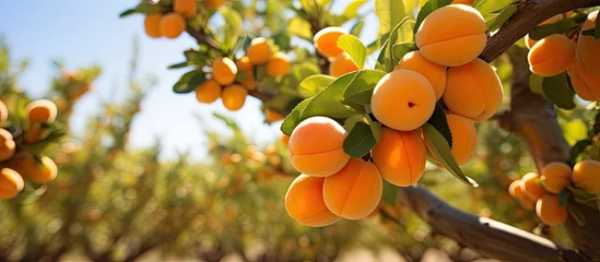 Rolgordijnen Summer orchard gummosis in apricot cultivar Prunus armeniaca L With copyspace for text © 2rogan