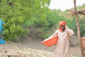 Indian farmer carrying the basket on her head