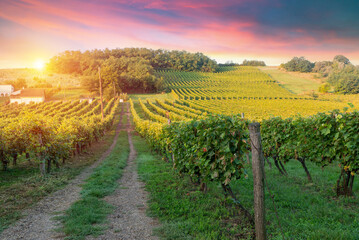 Fototapeta na wymiar Red wine bottle and wine glass on wodden barrel. Beautiful Tuscany background. High quality photo
