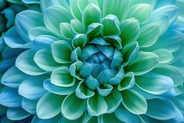 Blue-green chrysanthemum flower close-up. Macro shot