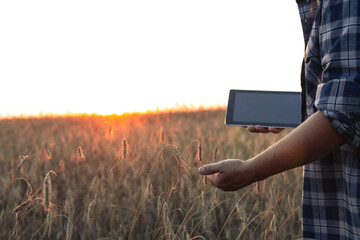 In the rays of the setting sun, the farmer sorts through the spikelets of wheat and notes the results on the tablet. A male farmer evaluates grain in a wheat field with a clipboard in his hand. - obrazy, fototapety, plakaty