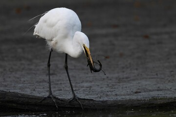 Closeup of a white egret in a pond