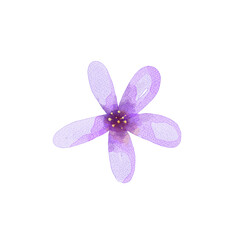purple mini flower watercolor png isolated transparent background