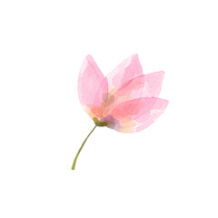 pink lotus mini flower watercolor png isolated transparent background