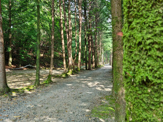 Fototapeta premium It is a road lined with trees.