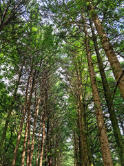 
It is a cypress forest.