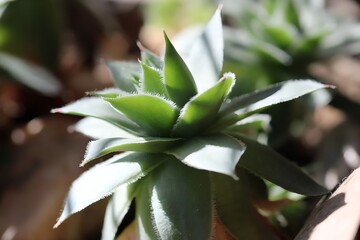 succulent 
