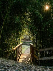 Empty wooden bridge in a bamboo forest - obrazy, fototapety, plakaty