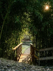 Gordijnen Empty wooden bridge in a bamboo forest © MatyasSipos