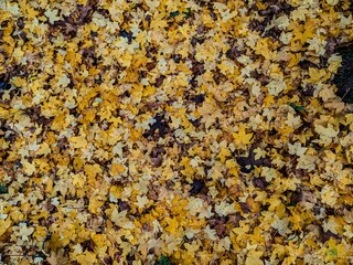 Colorful leaves on an autumn forest floor top down view