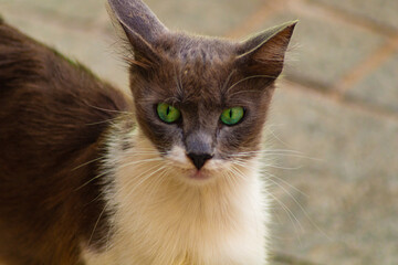 Cat watches with slightly anxious eyes, assessing situation around him, listening to every rustle,...