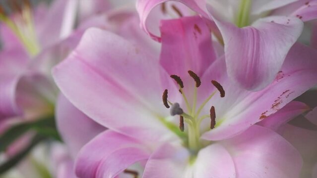 Beautiful lily flowers bouquet close up. Lillies. Pink lilies background. Big bunch of fresh fragrant lilies over grey backdrop. 