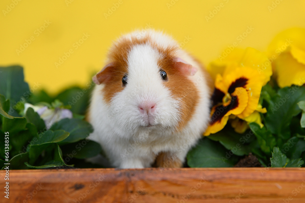 Poster beautiful teddy guinea pig portrait with flowers