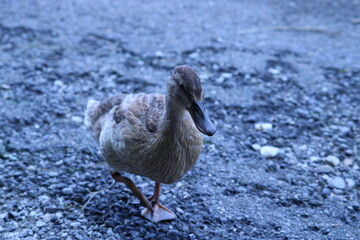 Walking duck 