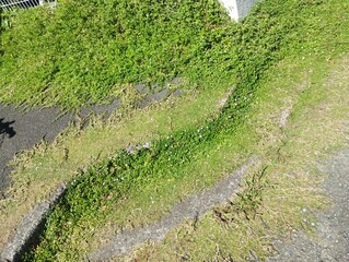 細いツタに覆われたアスファルト地面