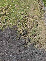 細いツタに覆われたアスファルト地面