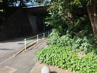 丘を切り開いて開けたアスファルトの斜面の上に木が垂れ下がっている。