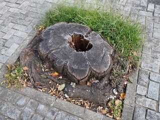 石畳の中央に枯れた切り株がある。