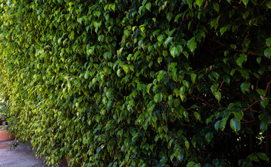 Muro verde natural