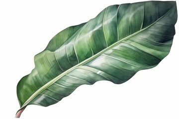 watercolor banana leaf on white isolated background, generative ai