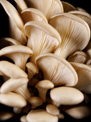 Oyster mushrooms on a black background. Bunch of fresh oyster mushrooms.