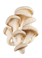 Bunch of oyster mushrooms isolated on a white background. Ripe oyster mushrooms.