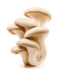 Bunch of oyster mushrooms isolated on a white background. Ripe oyster mushrooms. - obrazy, fototapety, plakaty