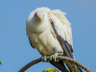 Torresian Imperial Pigeon in Queensland Australia