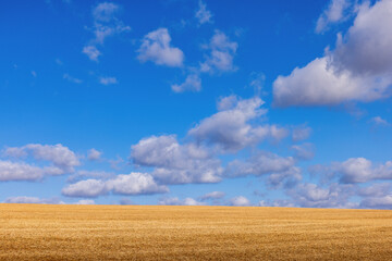 Agriculture yellow  field under the blue sky with clouds 
