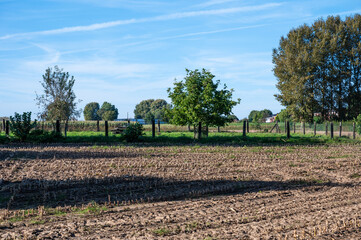 Fototapeta na wymiar Harvested corn fields at the Flemish countryside around Appelterre- Eichem, Flemish Region
