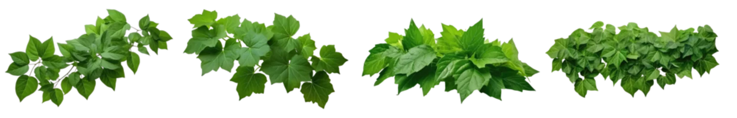 Foto op Aluminium set of green leaves ivy plants ,Hosta plant, plantain lily , isolated on a transparent background. PNG, cutout, or clipping path. © Transparent png