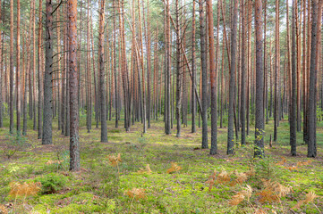 Obraz premium forest in autumn