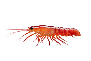 a single red shrimp bear isolated on white background with clipping path full depth of field focus