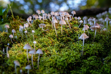 Mushrooms fungus on a beautiful autumn forest