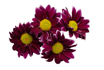 Several together burgundy chrysanthemum flowers top view