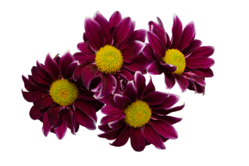 Several together burgundy chrysanthemum flowers top view