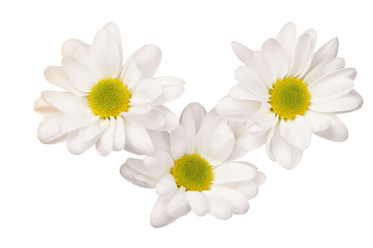 Several white chrysanthemum flowers together, top view
