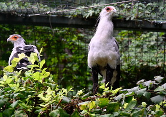 Secretary birds with long legs to hunt snakes