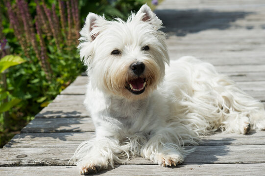 West Highland White Terrier auf der sommerlichen Terrasse