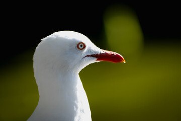 White Seagull Bird in the Grass land