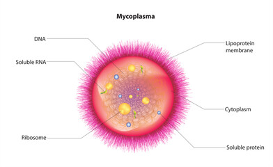 Structure of Mycoplasma, Mycoplasma bacterial anatomy 