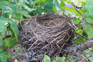 Close up view of bird's nest