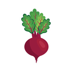 Beetroot icon vector illustration. Beet vegetable on isolated background. Agriculture plant sign concept.