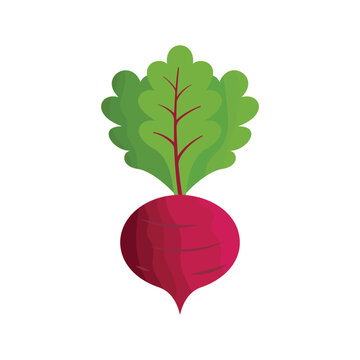 Beetroot icon vector illustration. Beet vegetable on isolated background. Agriculture plant sign concept.