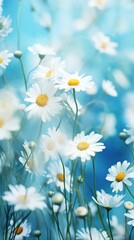 camomile, daisy wheel chamomel flowers blue background